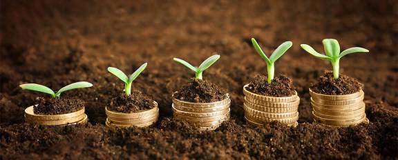 Coins in soil with young plant.