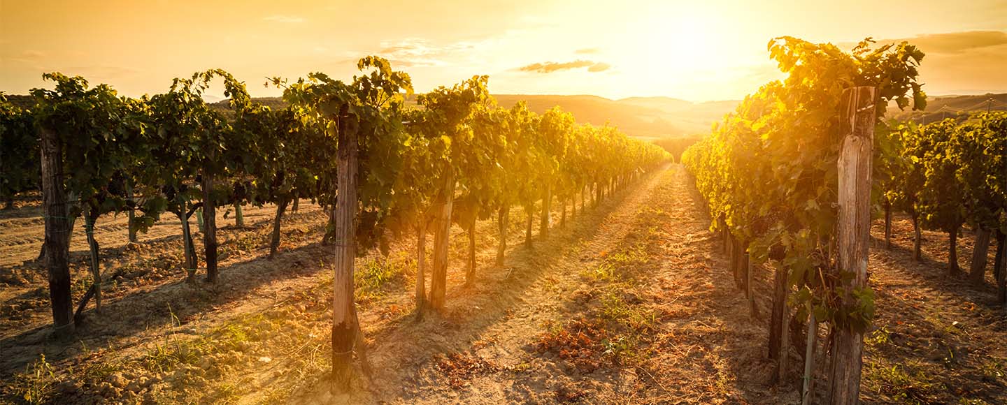 Vineyard at sunset