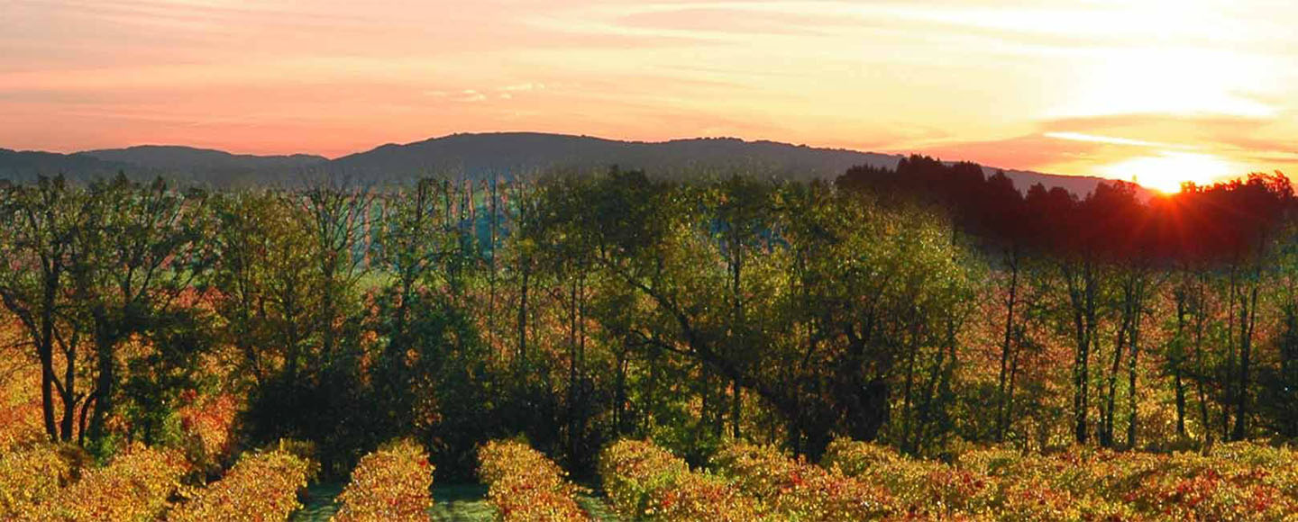 Vineyard at sunset