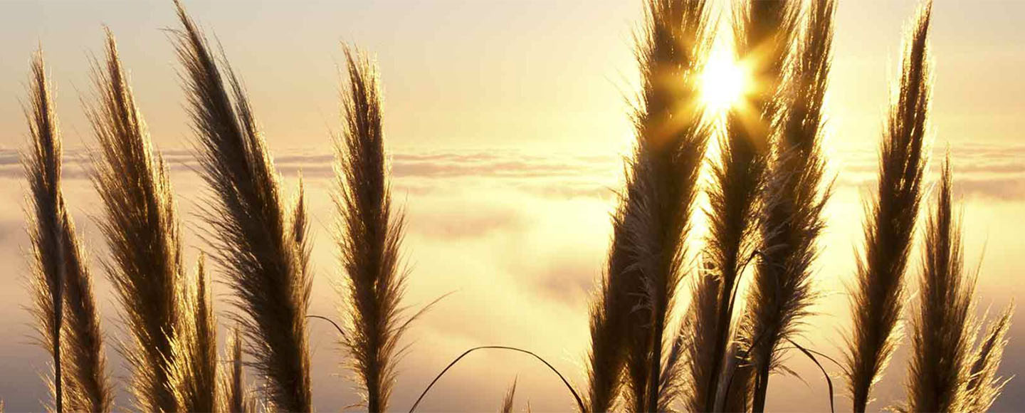 Sunset behind wheat stalks